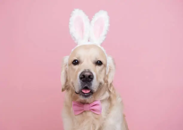 Photo of A dog in a bunny costume sitting on a pink background. Golden Retriever celebrating Easter and looking into the camera with space for text. Easter card with a pet.