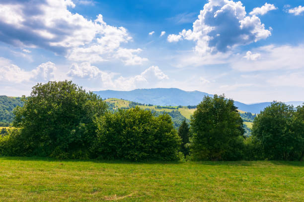 istock row of trees on the hillside meadow 1366306320