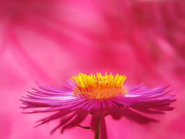 aster, close-up,  on pink  (3), focus is on the yellow part