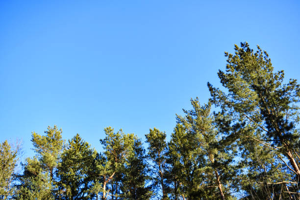 istock Coniferous forest against the blue sky on a spring sunny day. Nature, natural environment. 1366306877