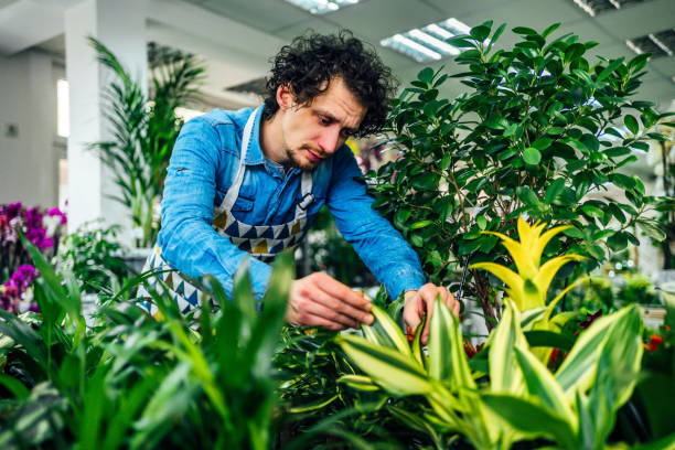 istock Florist man working at flower shop 1366306885