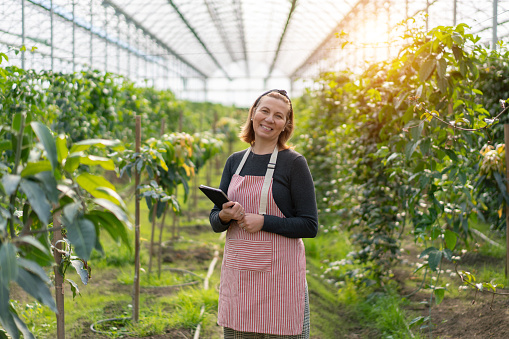 Woman gardener in apron working in a garden center. Environmentalist using tablet computer in greenhouse..