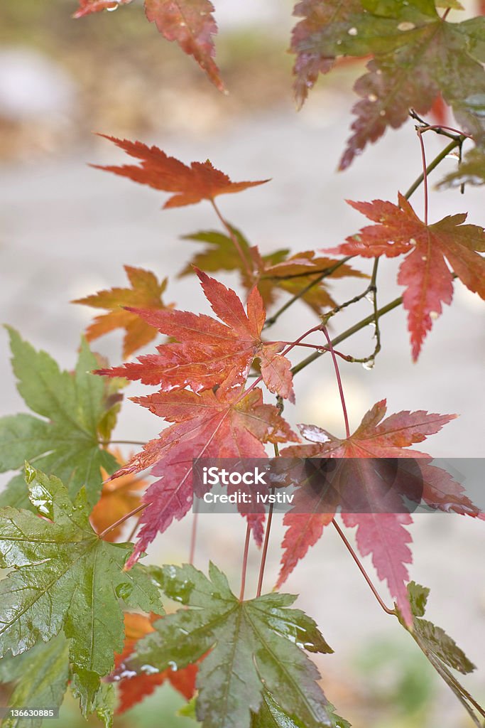 Chuva de outono - Foto de stock de Ajardinado royalty-free