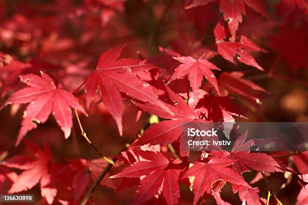 Outono - Fotografias de stock e mais imagens de Ao Ar Livre - Ao Ar Livre, Biologia, Caule de planta