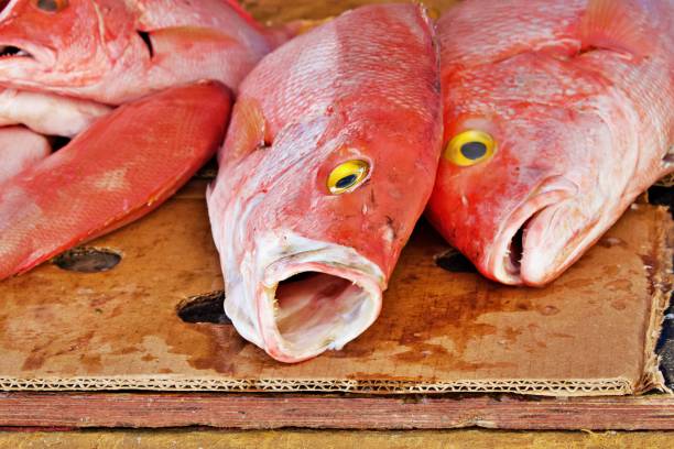 capture de vivaneau rouge - fish catch of fish seafood red snapper photos et images de collection