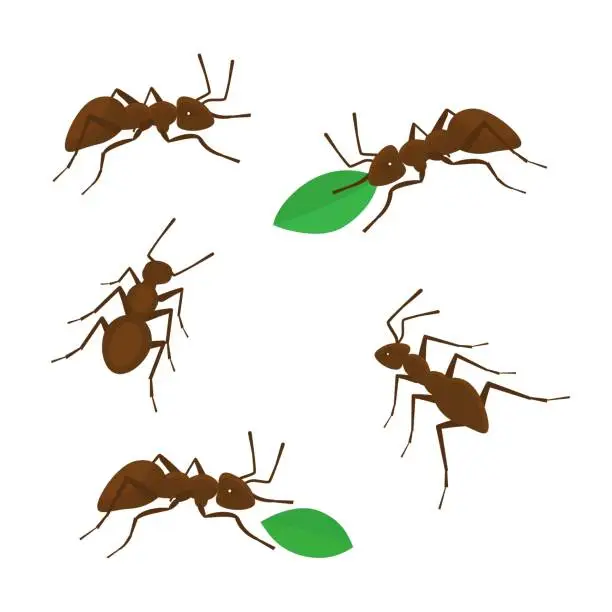 Vector illustration of Set of cute brown ant holding a green leaf cartoon bug animal design vector illustration isolated on white background