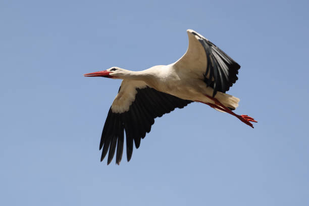 istock stork (Ciconia ciconia) bird flying in blue sky 1366311781