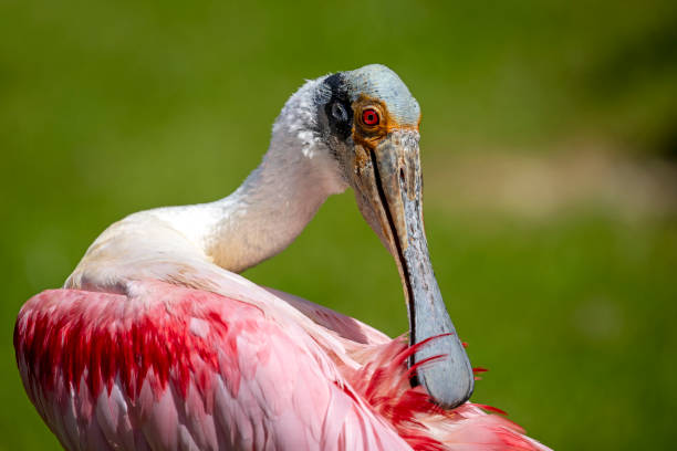 closeup of roseate spoonbill (Platalea ajaja) bird portrait
