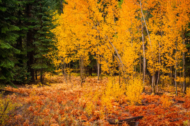 beautiful aspen and pine tree scene in the crisp fall morning - nevada pine tree autumn landscape imagens e fotografias de stock