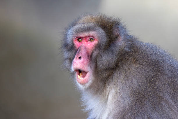 istock closeup of Japanese macaque (Macaca fuscata) in wild 1366312651
