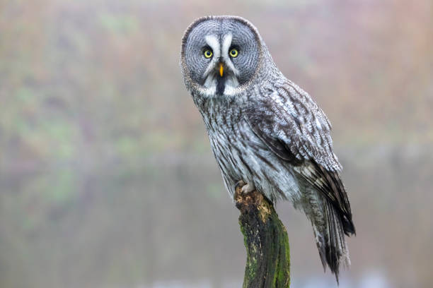 closeup of Great gray owl (Strix nebulosa) in wild stock photo