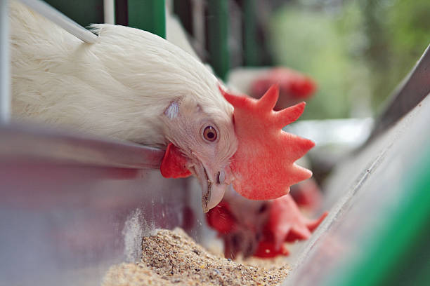 istock Close-up of chicken eating grain from feeder 136631304