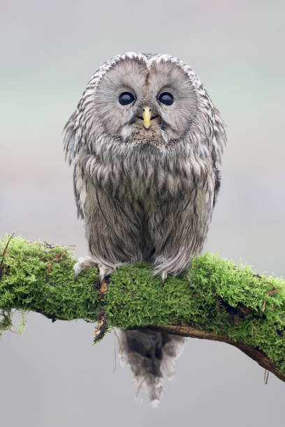 istock closeup of Ural owl (Strix uralensis) in wild 1366313104