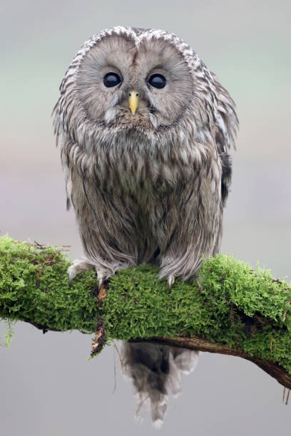 istock closeup of Ural owl (Strix uralensis) in wild 1366313105