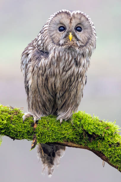 istock closeup of Ural owl (Strix uralensis) in wild 1366313106