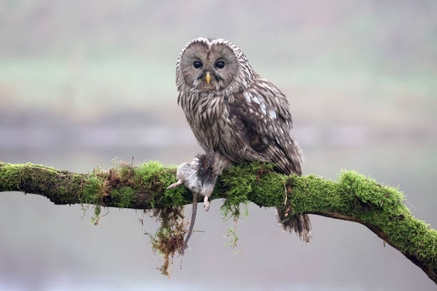 istock closeup of Ural owl (Strix uralensis) in wild 1366313143