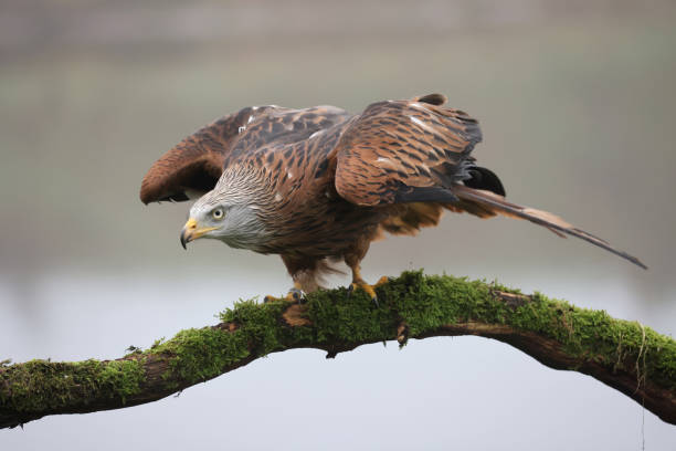 istock closeup of long-legged buzzard (Buteo rufinus) in wild nature 1366313177