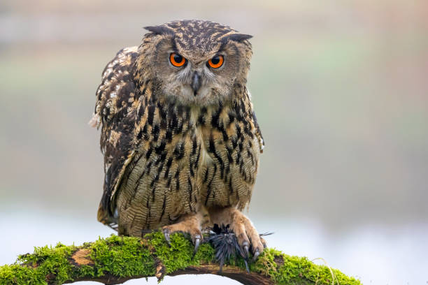 istock closeup of Eurasian eagle-owl (Bubo bubo) in wild 1366313694