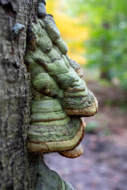 istock closeup of mushroom (Fomes fomentarius) growing on the tree trunk 1366313824