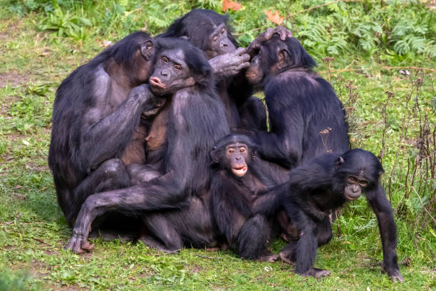 close up shot of Chimpanzee (Pan troglodytes) group