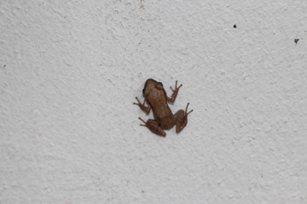 "Whistling Coqui" frog - Eleutherodactylus Cochranae stock photo