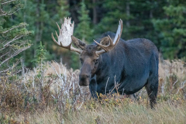 istock Large bull moose grazing in high mountain meadow 1366315541