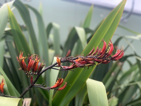 Healthy Flax plant flowers and seed pods, Tui’s love these