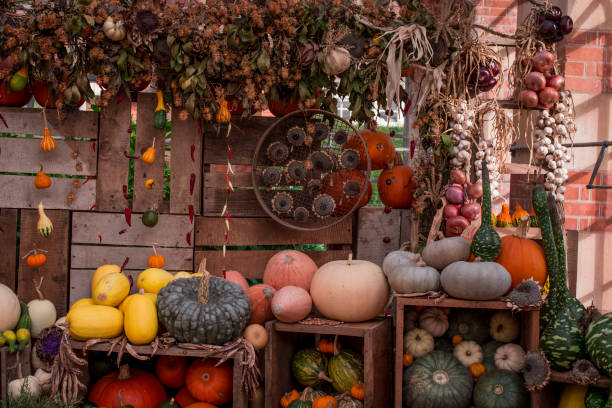 istock arrangement of several multicolored squashes display 1366317071