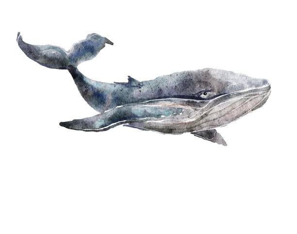 Blue whale illustration vector art illustration