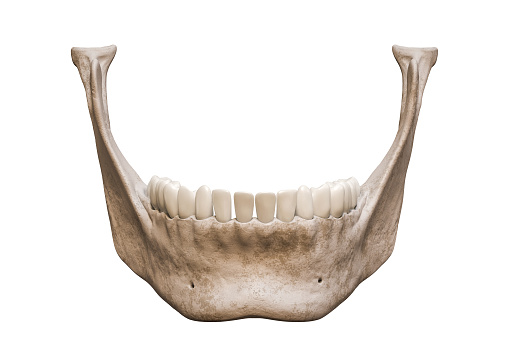Human mandible or jaw bone with teeth anterior or front view anatomically accurate isolated on white background 3D rendering illustration. Anatomy, medicine, biology, science concept.