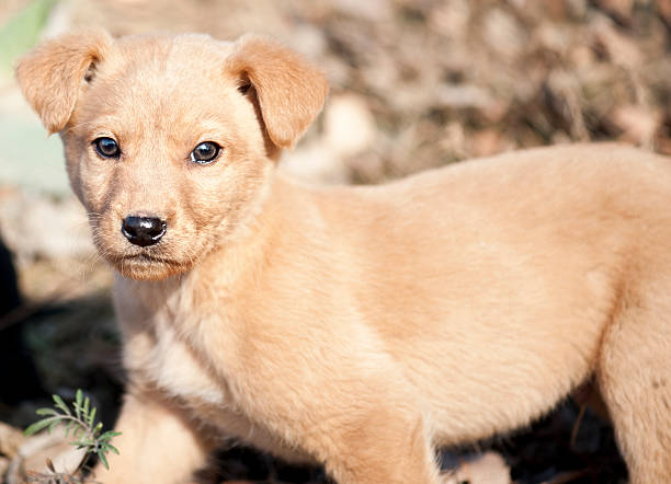 istock Cute little puppy looking at camera 136632105
