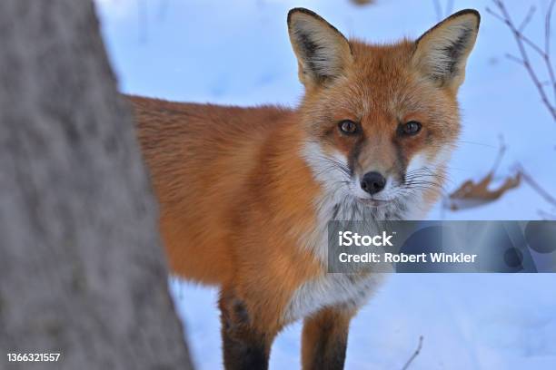 Red Fox Coming Around Tree Stock Photo - Download Image Now - Red Fox, Snow, Alertness