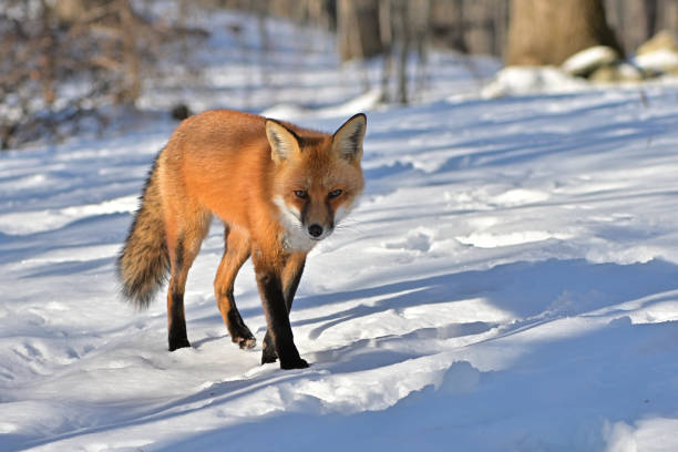 雪の中を小走りする赤いキツネ - 接近する ストックフォトと画像