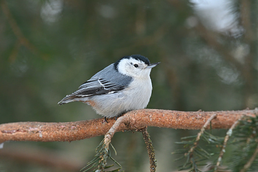 Male white-breasted nuthatch (black cap while female's is gray), puffed up to stay warm on a frigid winter day in Connecticut, pausing on a white-spruce branch on the way to a bird feeder