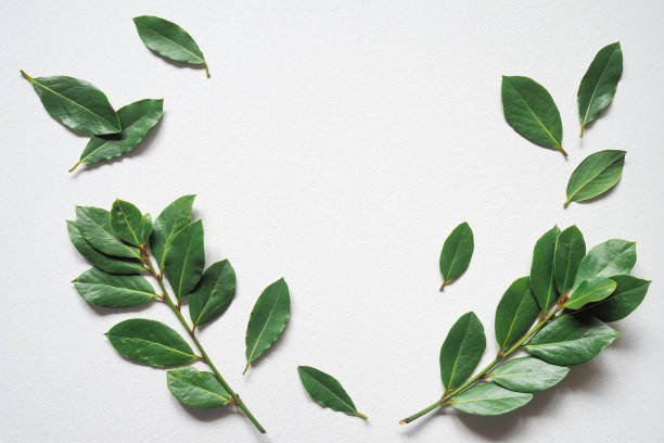 istock Green laurel twigs for eco cookery concept 1366323558
