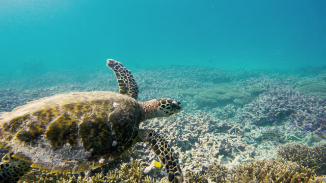 Underwater view of a sea turtle near a reef