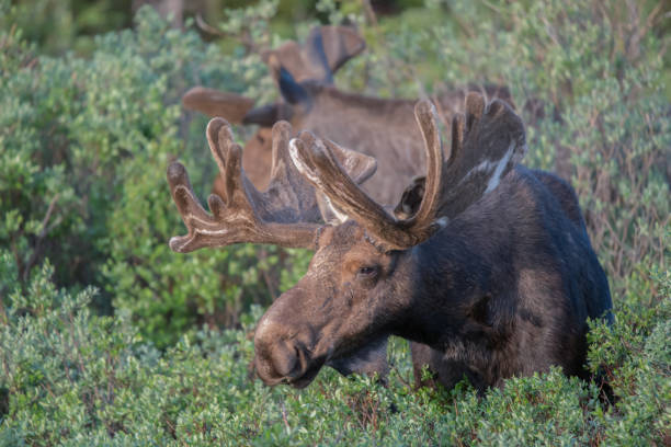 istock Bull moose standing in high mountain meadow 1366325319