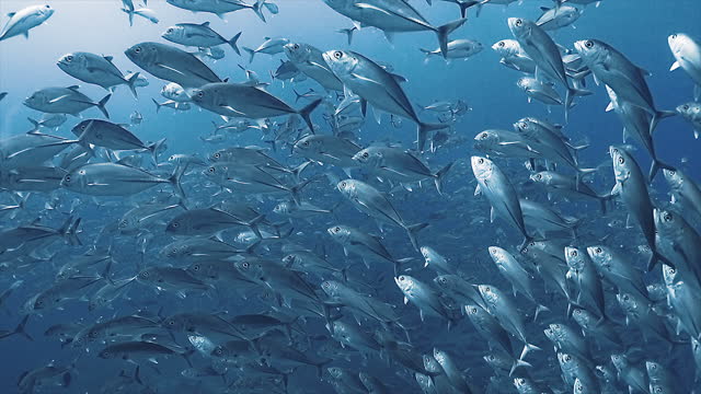 Underwater view of a school of tuna