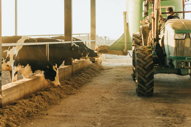 istock cows waiting to be fed while a tractor arrives with feed. 1366325404