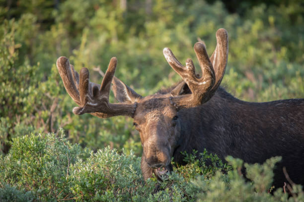istock Bull moose standing in high mountain meadow 1366326286