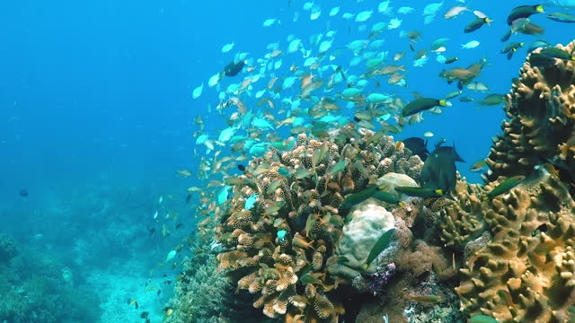 Underwater view of a sea life near a reef