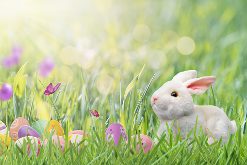Easter bunny hides Easter eggs in the green grass on sunny day. Idyllic springtime landscape.  Easter eggs hunt concept.