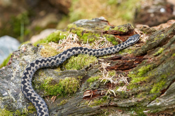 istock Viper, Viper, Poisonous Snake, Snake, Bavaria, Germany 1366327972