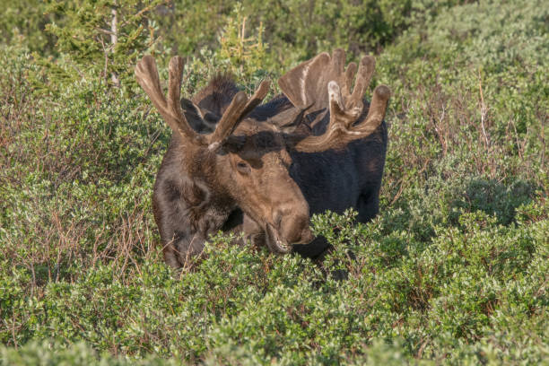 istock Bull moose standing in high mountain meadow 1366327973