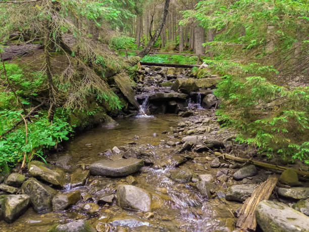 istock Beautiful Wild river running through the forest stock photo 1366328034