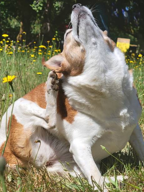 istock Corgi In A Field Of Daisies 1366328647