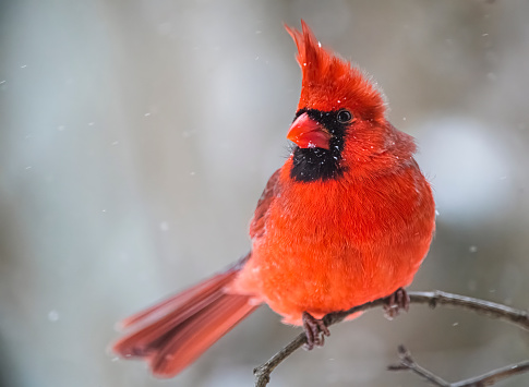 Cardinal in snowstorm
