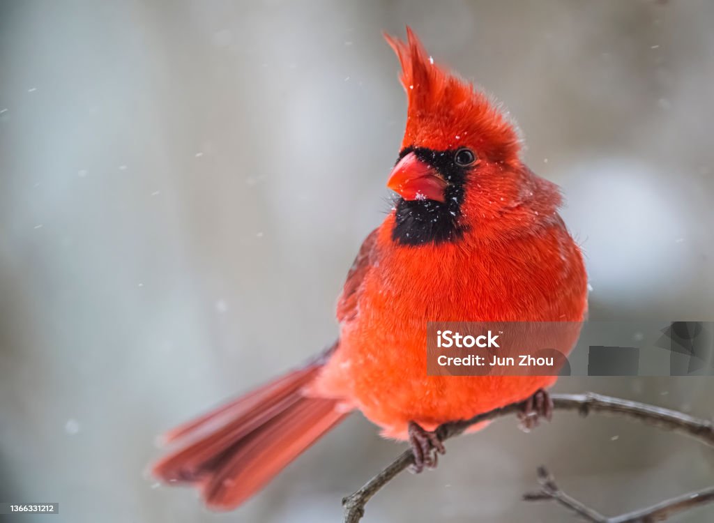 Cardinal in snowstorm Richmond Hill Cardinal - Bird Stock Photo
