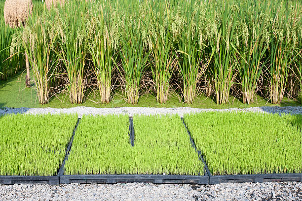 Rice seedling and plants. Rice seedling in tray for  transplanter machine and rice plants background. paddy transplanter stock pictures, royalty-free photos & images