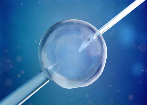 istock Microscopic research of in vitro fertilization IVF 1366334577